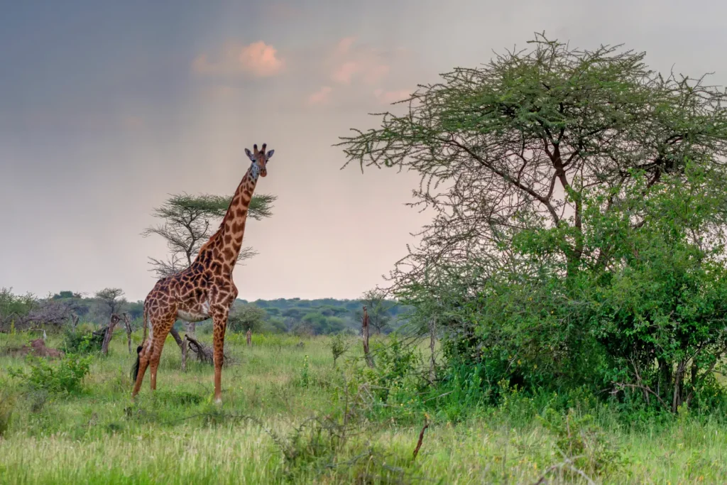 A giraffe standing across the Kenyan plains