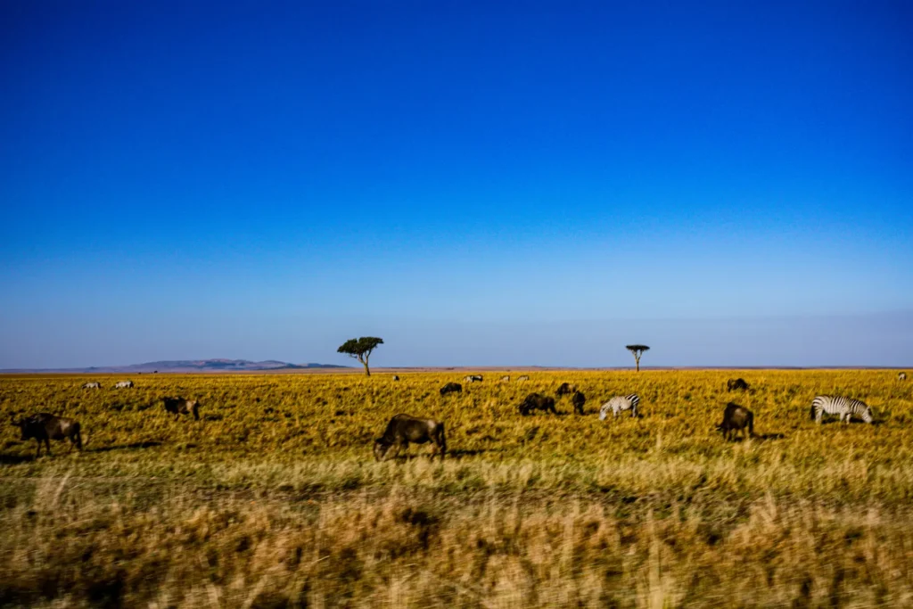 Zebra and wildebeest crossing the Serengeti horizon
