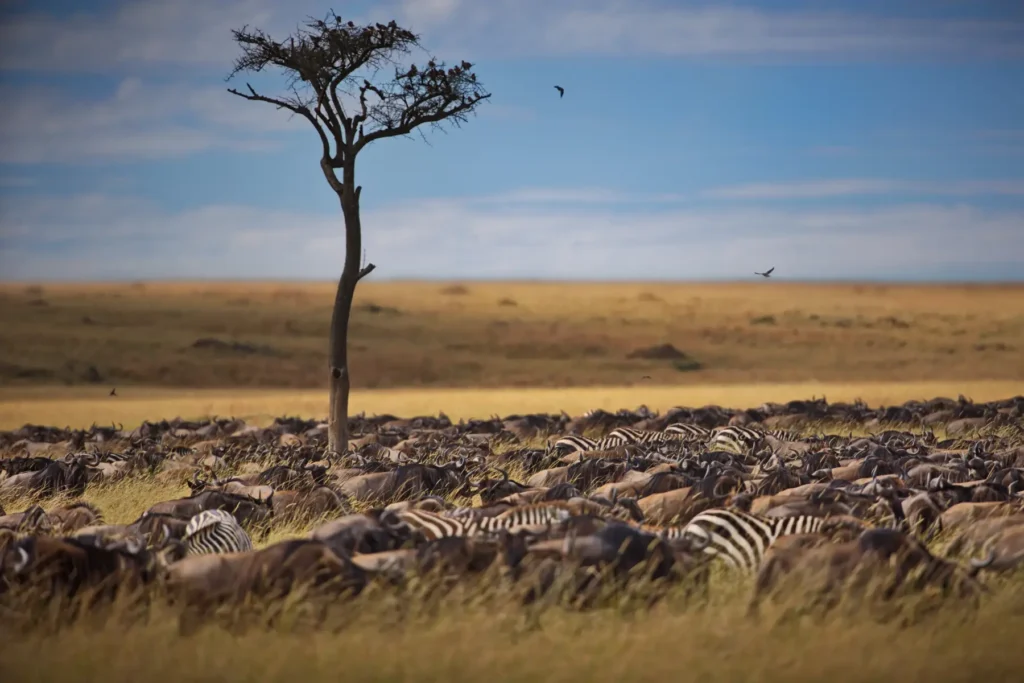 Animals.webp