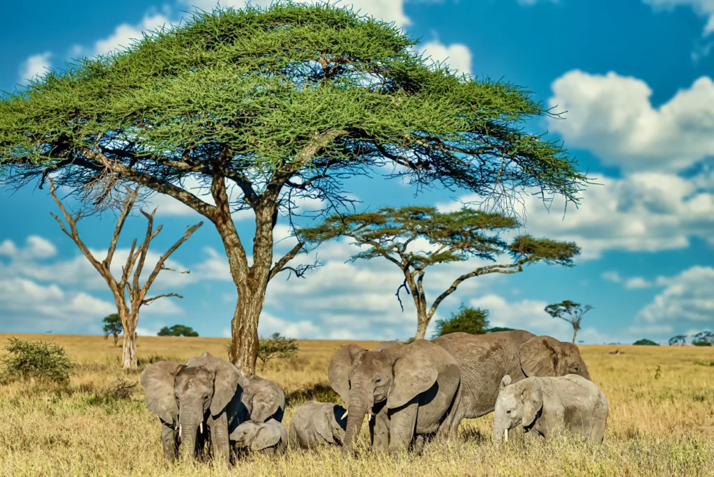12 Days Africa Big Cats Safari: Track the Wild Heart of the Continent