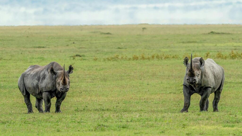 How to Safari Sustainably: Traveling Gently Across East Africa