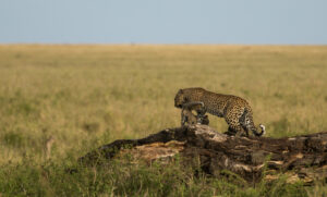 A leopard and her cub resting on a rocky outcrop overlooking the vast Serengeti plains aT daytime. Copyright Nimali Serengeti