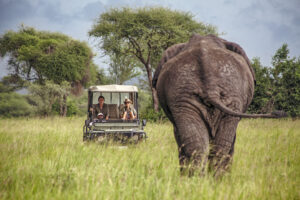 Private safari vehicle with two travellers and a guide watching an elephant in East Africa