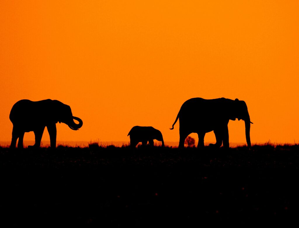 The Insider’s Month: 7 Rare Reasons to Take a June Safari in East Africa