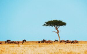 Private safari vehicle crossing golden Maasai Mara plains at sunrise during migration season. Maasai Mara Reserve vs private conservancy?