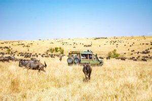 July Safari