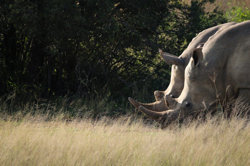 Laikipia: Kenya’s Most Considered Safari Landscape