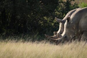Rhinos on Laikipia grassland during a private conservation safari